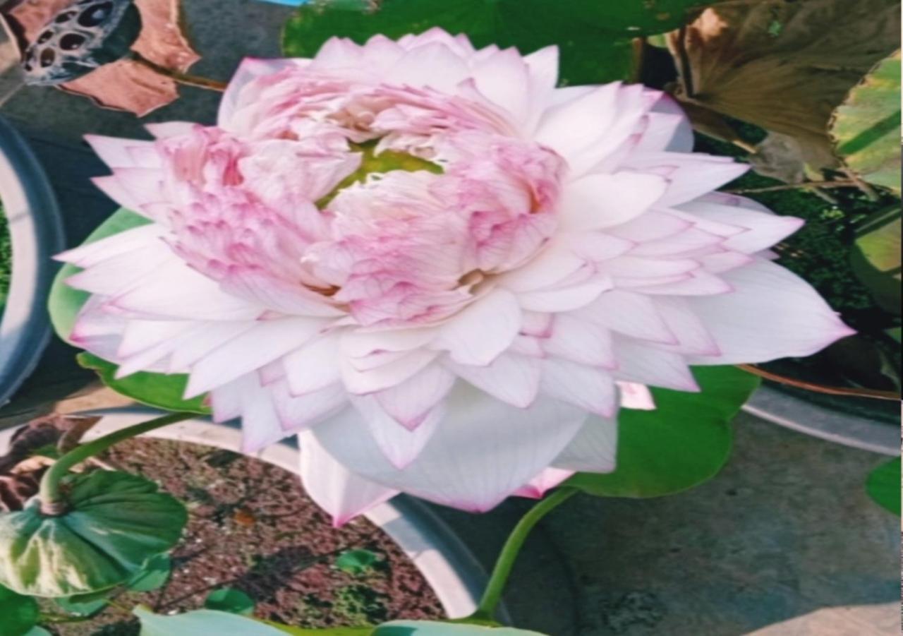 Kochi Raelyn'S Homestay מראה חיצוני תמונה